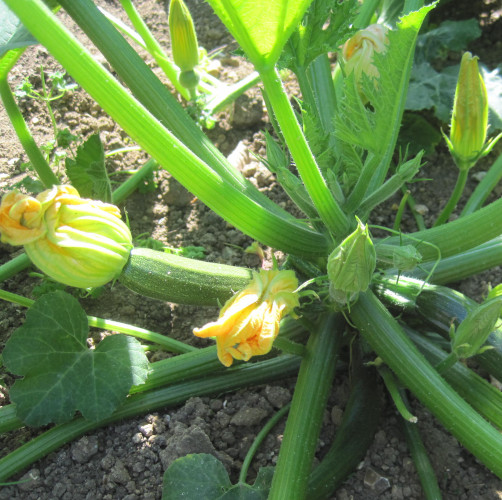 Courgettes & Squashes